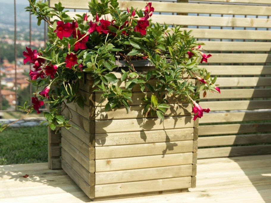 CAMELLIA PLANTER CM 50x50x50h